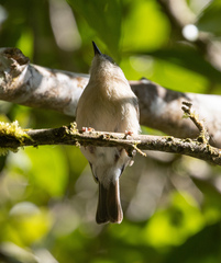 Newtonia brunneicauda