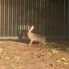 Lepus saxatilis