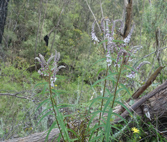 Veronica derwentiana