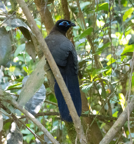 Red-breasted Coua (Coua serriana), photo 4