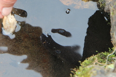 Anguilla dieffenbachii