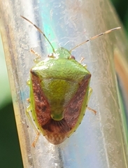 Plautia crossota