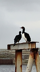 Leucocarbo magellanicus