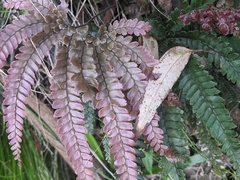 Adiantum hispidulum