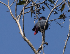 Alectroenas madagascariensis
