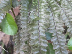 Adiantum hispidulum