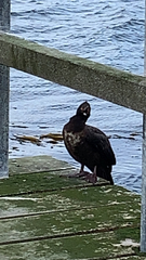 Leucocarbo magellanicus