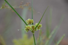 Cyperus acuminatus
