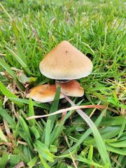 Psilocybe cubensis