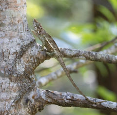 Calumma crypticum