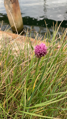 Allium schoenoprasum