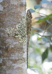 Calumma crypticum