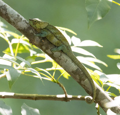 Calumma crypticum
