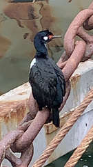 Leucocarbo magellanicus