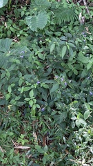 Strobilanthes formosana