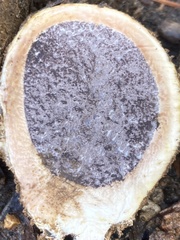 Scleroderma polyrhizum