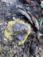 Scleroderma polyrhizum