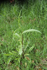 Crepis biennis