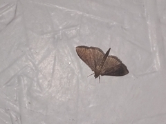 Herpetogramma sphingealis