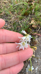 Allium triquetrum
