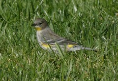 Setophaga coronata coronata × auduboni