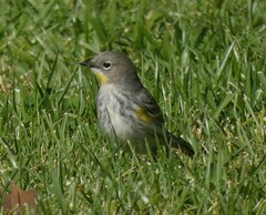 Setophaga coronata coronata × auduboni