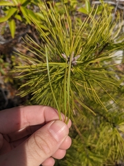 Pinus rigida