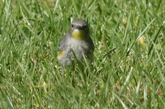 Setophaga coronata coronata × auduboni