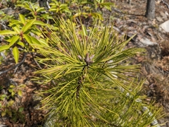 Pinus rigida