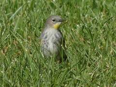 Setophaga coronata coronata × auduboni