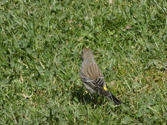 Setophaga coronata coronata × auduboni