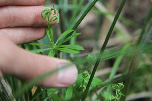 Galium gall mite, Unitec Mt Albert Campus, Mount Albert, Auckland, North Island, New Zealand, photo 10 of 10