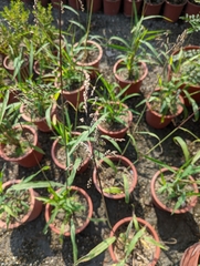 Spodiopogon formosanus