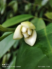 Anaxagorea javanica