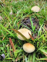Psilocybe cubensis