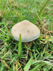 Psilocybe cubensis
