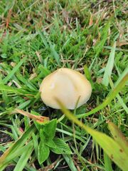 Psilocybe cubensis
