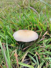 Psilocybe cubensis