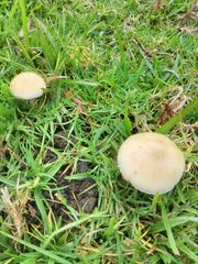 Psilocybe cubensis