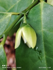 Anaxagorea javanica