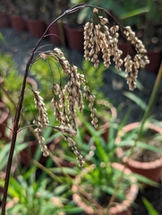 Spodiopogon formosanus