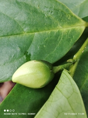 Anaxagorea javanica