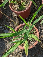 Spodiopogon formosanus