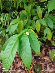 Anaxagorea javanica
