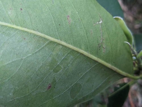Lophostemon confertus