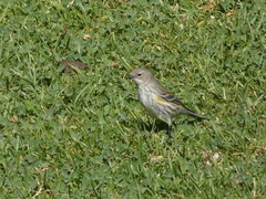 Setophaga coronata coronata × auduboni