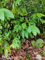 Anaxagorea javanica