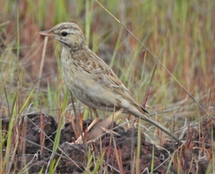 Anthus campestris