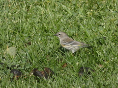 Setophaga coronata coronata × auduboni