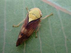 Brunotartessus fulvus